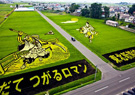 Nghệ thuật “vẽ tranh” độc đáo trên cánh đồng lúa Nhật Bản